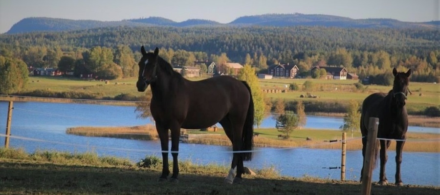 Hästar med Backsjön och bergen i bakgrunden